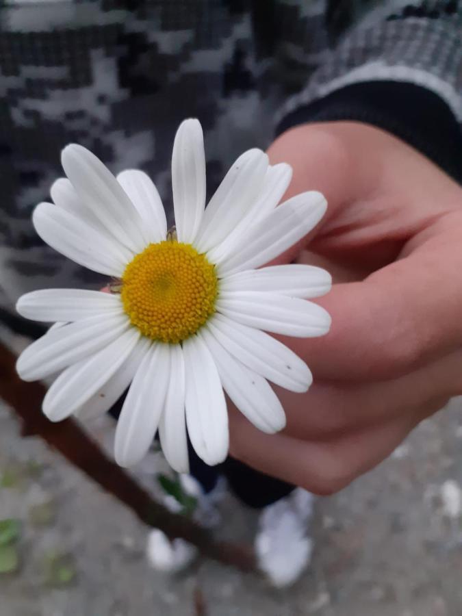 Appartamento Signorile Con Giardino Аоста Екстер'єр фото