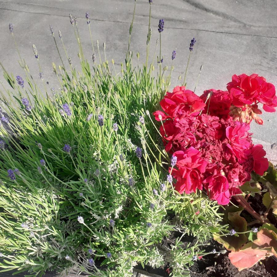Appartamento Signorile Con Giardino Аоста Екстер'єр фото